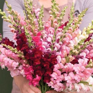 May include: A bouquet of snapdragon flowers in shades of pink, red, and white. The flowers are arranged in a loose, natural style.