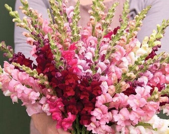 Potomac Berry Blend Snapdragon 25 seed packet Cool Flower Shades of Pink