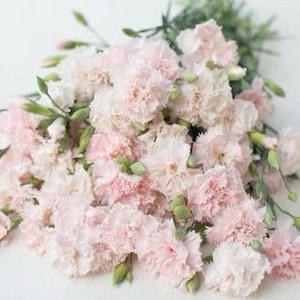 La France Chabaud Carnation Dianthus 50 seed packet seashell pink scented carnation