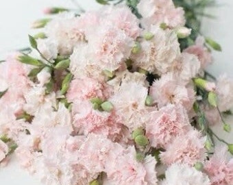 La France Chabaud Carnation Dianthus 50 seed packet seashell pink scented carnation