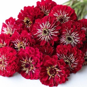 May include: A bouquet of red and white zinnia flowers with white centers. The flowers are arranged in a cluster, with the stems visible in the background.