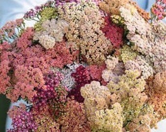 Summer Pastels Yarrow 50 seeds packet everlasting flower Achillea