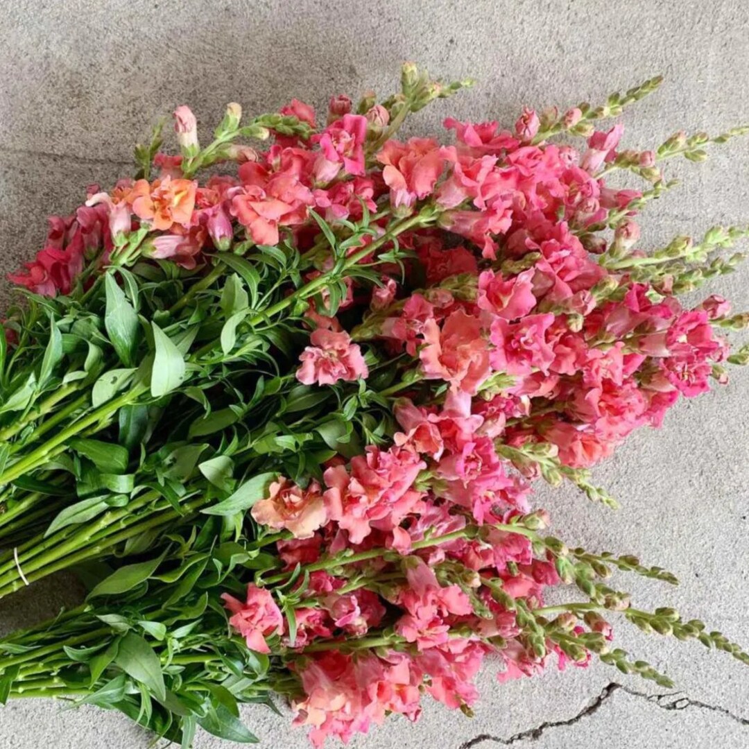 Flower゜・*:.。❁ ctt6-11_1.jpg.webp?h=700&w=700