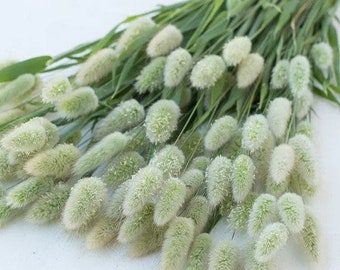 Bunny Tails Grass 50 seed packet Hare's Tail