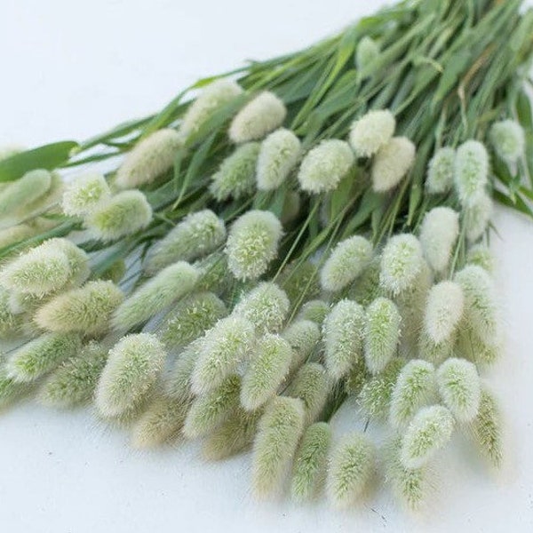 Bunny Tails Grass 50 seed packet Hare's Tail