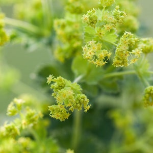 Lady's Mantle Thriller 40 seeds packet Alchemilla Mollis Perennial image 2