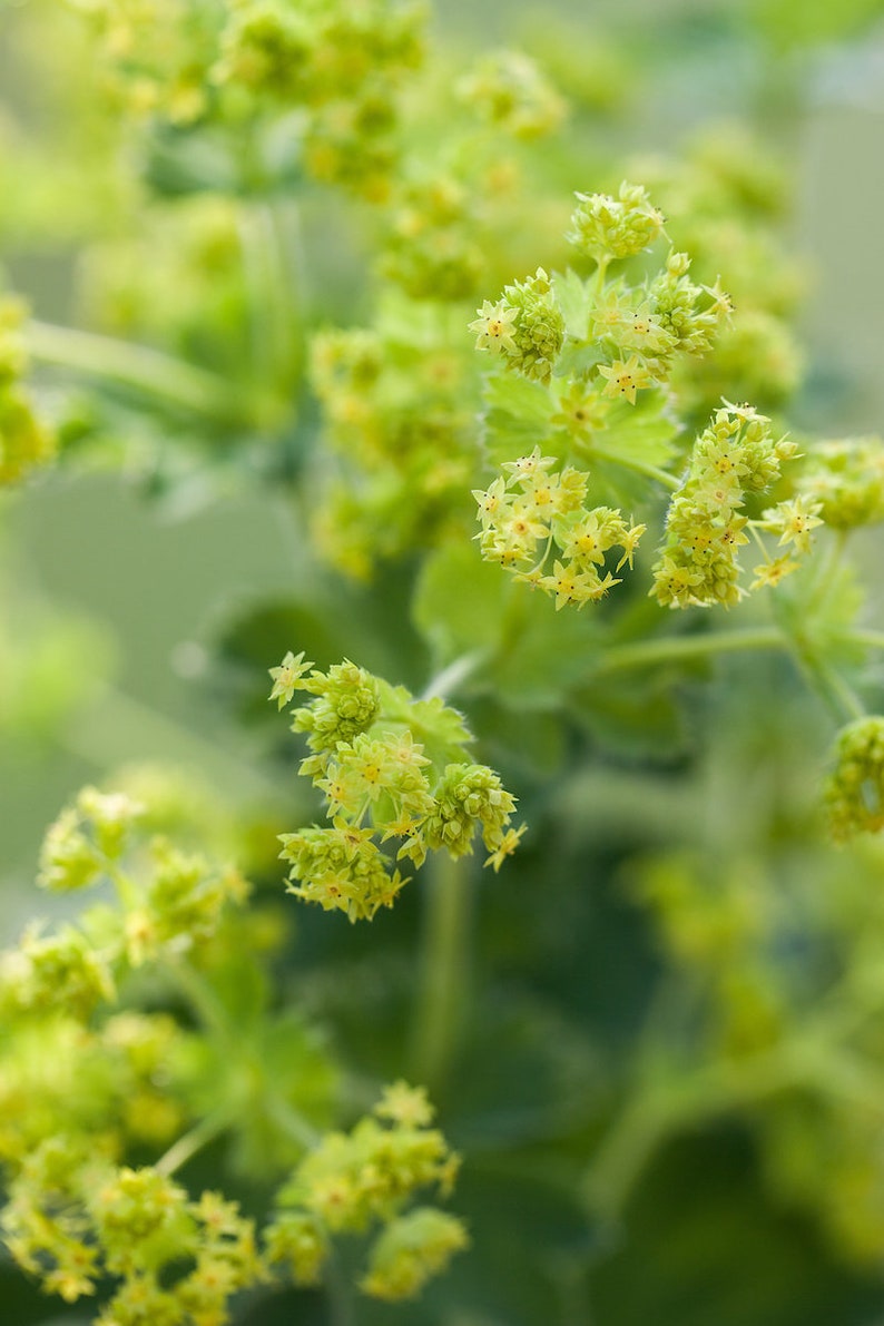 Lady's Mantle Thriller 40 seeds packet Alchemilla Mollis Perennial image 2