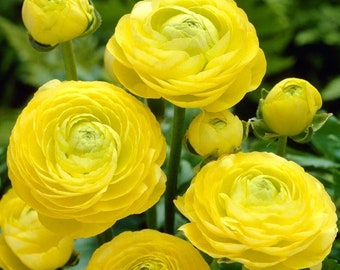 Amandine Yellow Ranunculus Corms