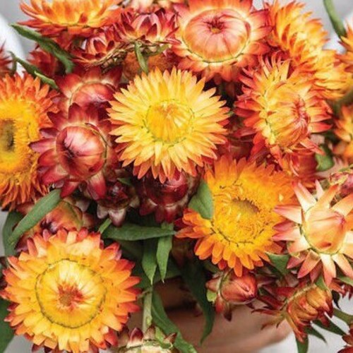 Apricot Peach Strawflower 50 Seed Packet Etsy