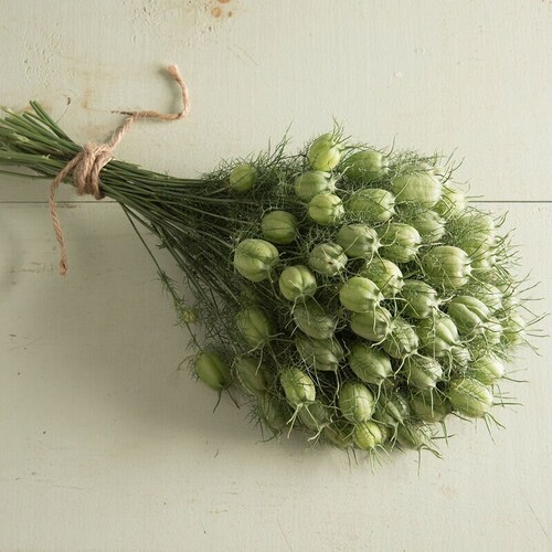 Nigella Green Pod 50 seed packet Love in a Mist