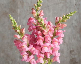 Potomac Pink Snapdragon 25 seed packet Cool Flower Light Rose Shade