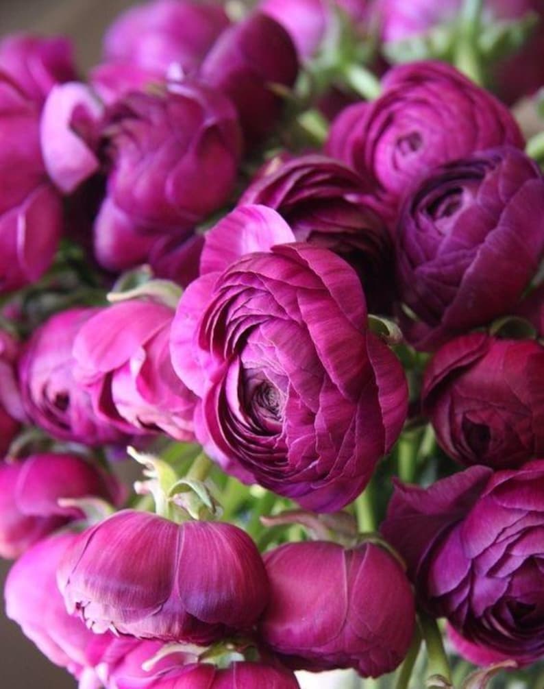 Magenta Ranunculus Amandine VIOLET Ranunculus Corms - Etsy