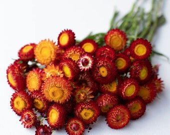 Copper Red Strawflower 50 seed packet Helichrysum everlasting flowers Rust Orange