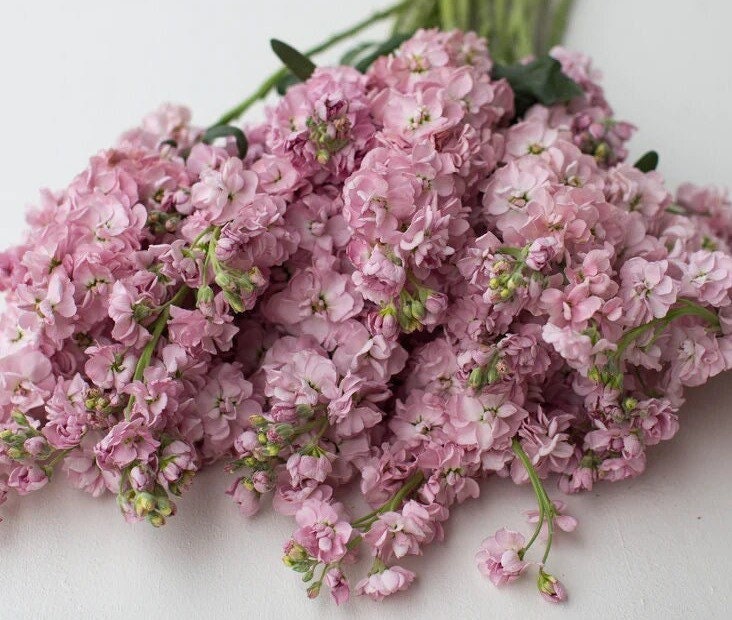 Malmaison Pink Stock 100 seed packet Cool Flower Column Stock