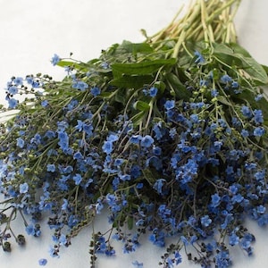 Chinese Forget Me Not 100 Seeds Blue Remembrance Flowers Firmament Cynoglossum amabile