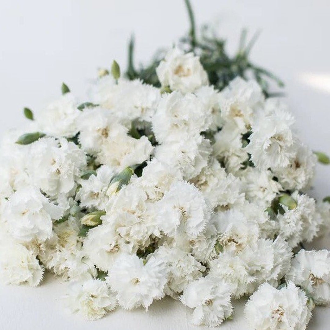 Jeanne Dionis Chabaud Carnation Dianthus 50 Seed Packet White Scented