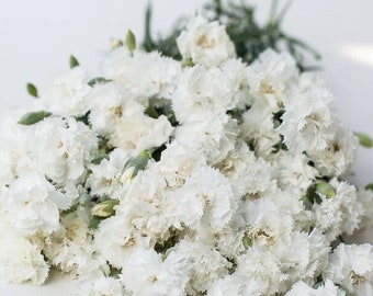 Jeanne Dionis Chabaud Carnation Dianthus 50 seed packet white scented carnation