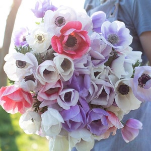 Pastel Mix of Anemone Corms perfect for cut flower bouquets and early spring weddings!