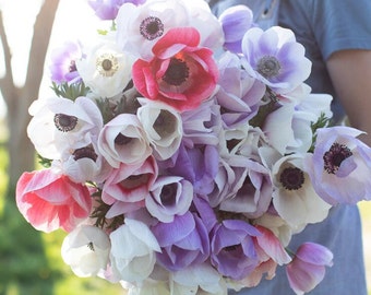 Pastel Mix of Anemone Corms perfect for cut flower bouquets and early spring weddings!