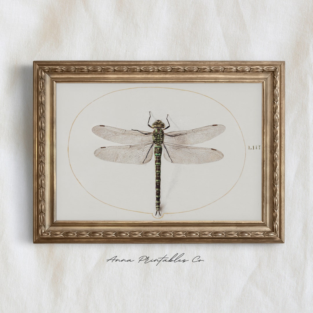 Vintage Dragonfly Illustration Print Digital Download Light - Etsy