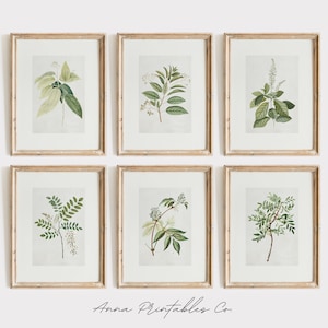 Conjunto de pared de galería botánica antigua de 6 impresiones para descarga digital, carteles de dibujo de plantas vintage, arte de pared imprimible de cocina de granja