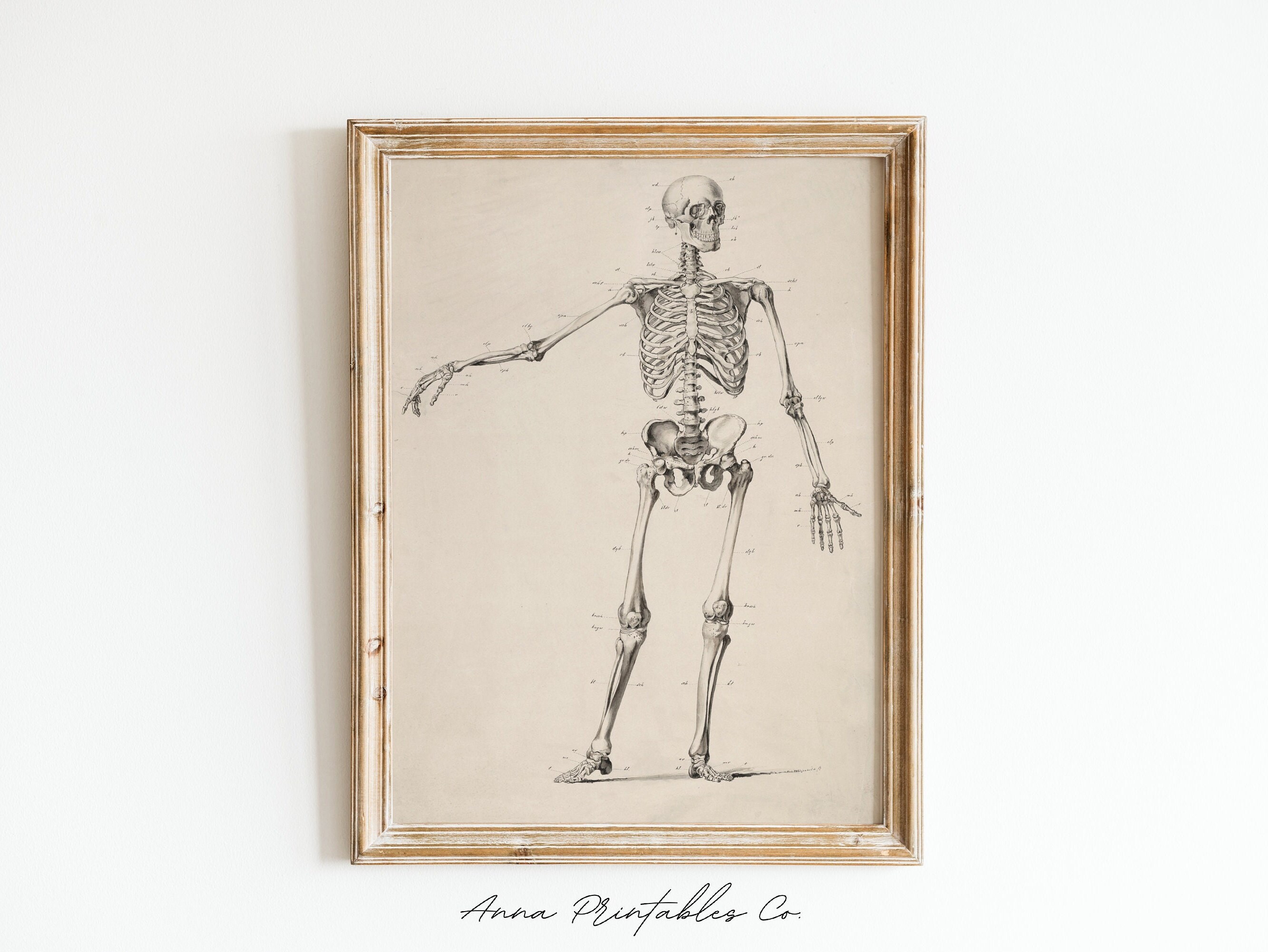 Anatomy | Vintage Skeleton Diagram Illustration for Digital Download ...