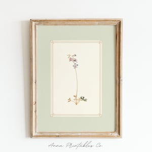K&ouml;nnte beinhalten: Ein gerahmter botanischer Druck mit einer zarten, hellvioletten Blume mit gr&uuml;nen Bl&auml;ttern. Der Druck ist auf einem hellgr&uuml;nen Hintergrund und hat einen goldenen Rahmen.