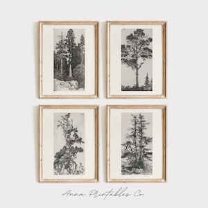 Peut inclure: Ensemble de quatre illustrations vintage en noir et blanc d'arbres dans des cadres simples. Les illustrations sont de style minimaliste et seraient superbes dans une maison moderne.