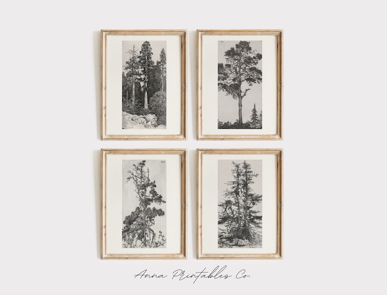 Peut inclure: Ensemble de quatre illustrations vintage en noir et blanc d'arbres dans des cadres simples. Les illustrations sont de style minimaliste et seraient superbes dans une maison moderne.