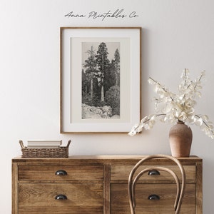 Peut inclure: Une photographie en noir et blanc encadr&eacute;e de trois grands arbres dans un d&eacute;cor forestier. L'image est dans un cadre en bois simple et est accroch&eacute;e &agrave; un mur blanc au-dessus d'une commode en bois.