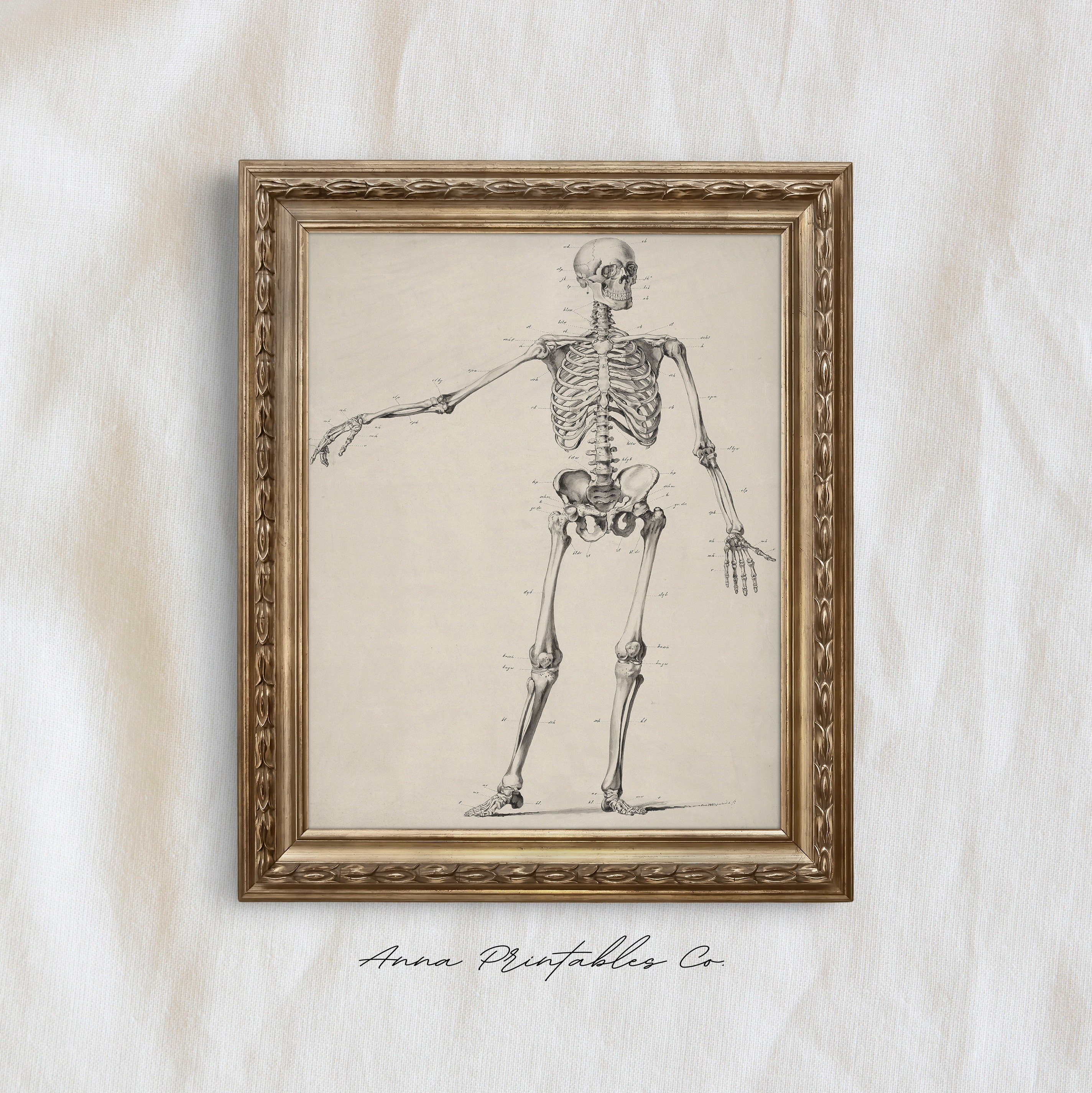 Anatomy | Vintage Skeleton Diagram Illustration for Digital Download ...