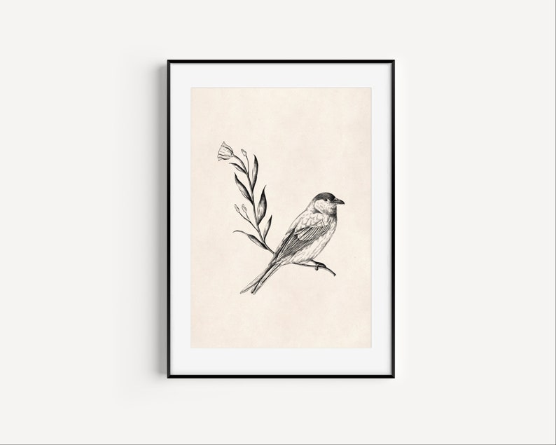 Vintage Bird Illustration Wall Art Print, Antique Bird Drawing Printable Wall Art, Light Academia Decor, Nature Prints, Farmhouse Home Art image 6