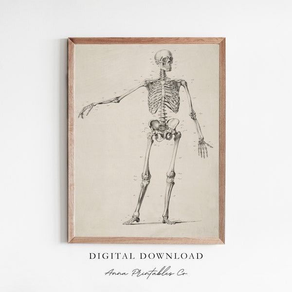 Anatomy | Vintage Skeleton Diagram Illustration for Digital Download | Dark Academia Printable Wall Art | Gothic Art Prints | Goth Decor