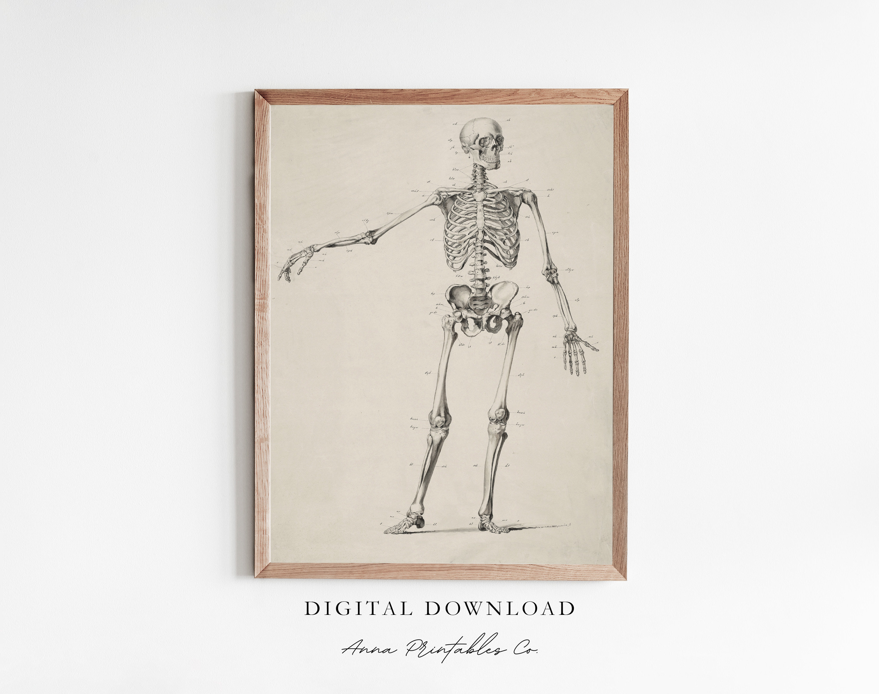 Anatomy | Vintage Skeleton Diagram Illustration for Digital Download ...