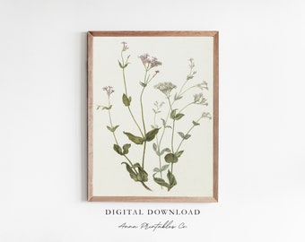 Viscaria Vulgaris | Vintage Botanical Illustration for Digital Download | Light Academia Decor Printable Wall Art | Cottagecore Art Prints