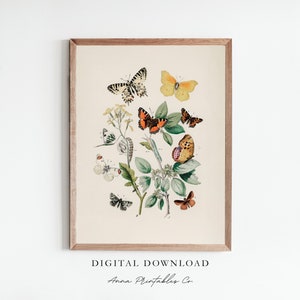 Cartaz da ilustração da borboleta do vintage DOWNLOAD DIGITAL | Arte de parede para impressão antiga Cottagecore | Desenho de Inseto | Decoração de Plantas e Natureza