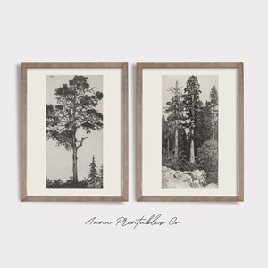 Peut inclure: Deux illustrations en noir et blanc encadr&eacute;es d'arbres. L'image de gauche montre un arbre unique avec un tronc haut et mince et une couronne large et &eacute;tal&eacute;e. L'image de droite montre un groupe de grands arbres dans un cadre forestier.