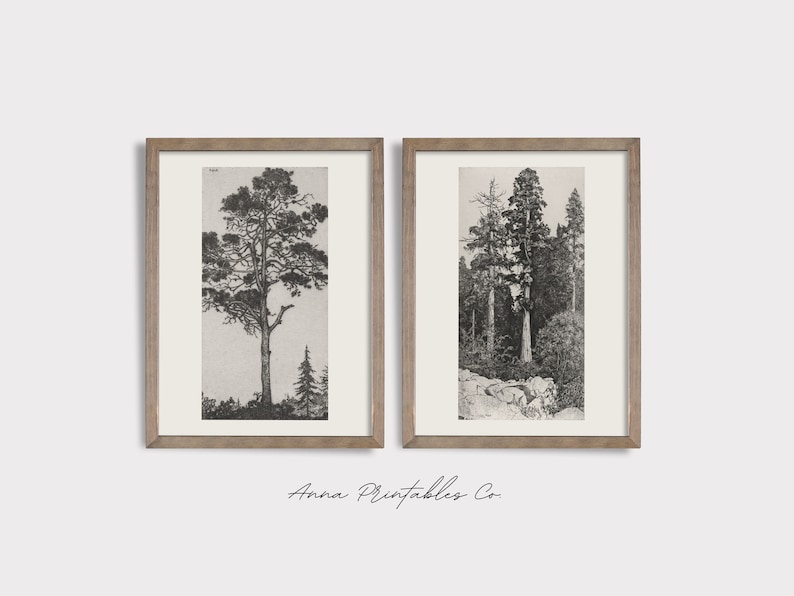 Peut inclure: Deux illustrations en noir et blanc encadr&eacute;es d'arbres. L'image de gauche montre un arbre unique avec un tronc haut et mince et une couronne large et &eacute;tal&eacute;e. L'image de droite montre un groupe de grands arbres dans un cadre forestier.