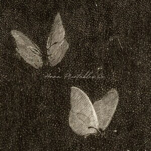May include: A sepia-toned digital art print featuring two butterflies. The butterflies are rendered in a detailed, vintage style with visible wing patterns. The text "Anna Printables Co" is written in cursive.
