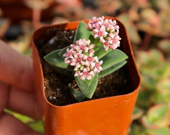 Crassula Morgan’s Beauty Live Succulents Plant in 2” Pot