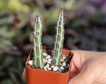 Rare White Snake Candlestick Pickle Plant Senecio Kleinia Stapeliiformis |Senecio stapeliiformis Candy Cane Plant 2” 4"