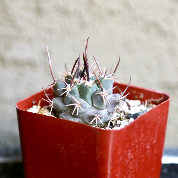 Rare Copiapoa Esmeldiana Live Cactus 2” Pot