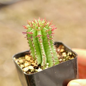 Rare Euphorbia Horrida Rare Cactus Live Plant