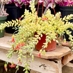 Cotyledon Pendens Cliff Cotyledon Live Succulent Plant 2” 4” Pot