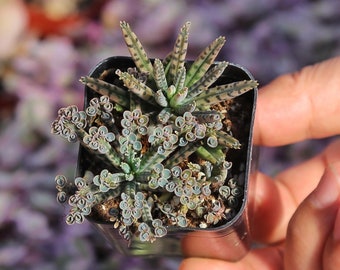 Mother of Millions Kalanchoe Live Succulent Plant 2”