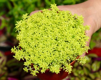 Sedum Tokyo Sun 2“ 4” 6" Live Succulent Plant