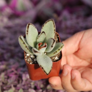 Kalanchoe Tomentosa 'Panda Plant' Chocolate Soldier Donkey Ears Live Succulent 4"