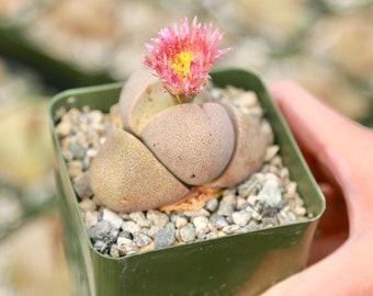 Rare Split Rock Living Stone Pleiospilos Nelii  Lithops Live Plant in 3.5” Pot