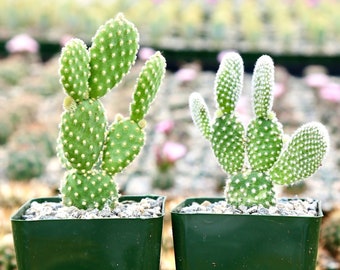 Opuntia Microdasys Bunny Ear Cactus Golden White Angel’s Wings Prickly Pear Polka Dot Cactus Paddle Cactus