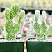 see more listings in the Cacti section